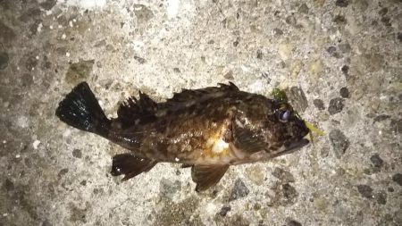 久し振りに遊んでもらいました!