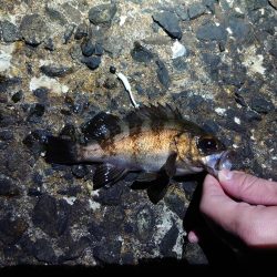 メバリング好調!