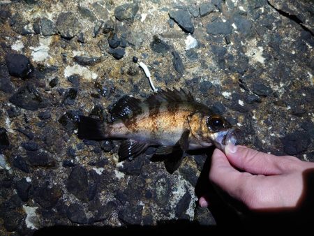 メバリング好調!