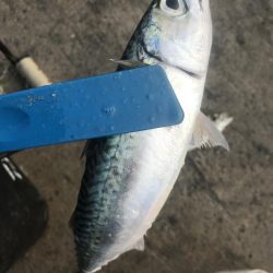 朝マズメにアジ爆釣