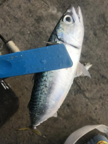 朝マズメにアジ爆釣