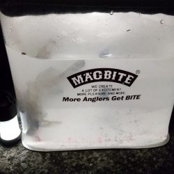 魚はいるけど。。