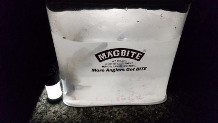 魚はいるけど。。