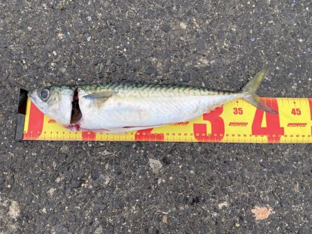 遠投サビキ釣りで大サバゲット!!