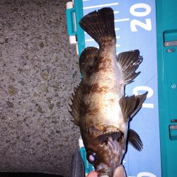 激渋メバリング