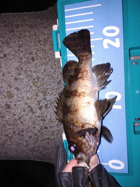 激渋メバリング