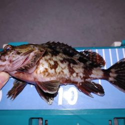 激渋メバリング