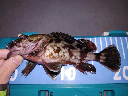 激渋メバリング