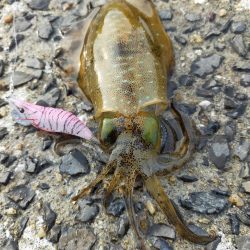 ミズイカー😁😁😁😁