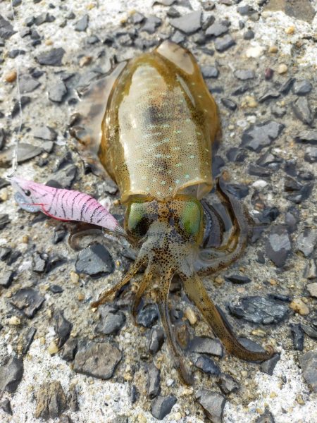 ミズイカー😁😁😁😁