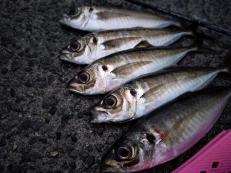 朝マズメの時合は短め…