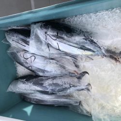 今シーズン6回目のトンジギ