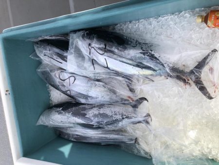 今シーズン6回目のトンジギ