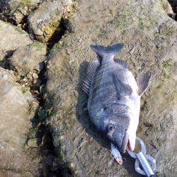 3月寒チヌ にしても雪見堂ジグスピナー凄いわ