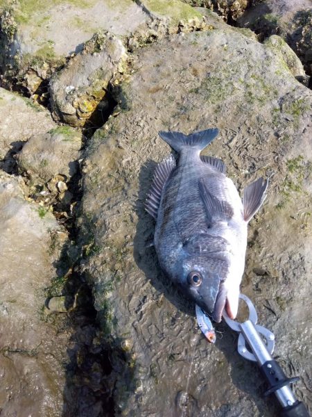 3月寒チヌ にしても雪見堂ジグスピナー凄いわ
