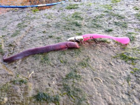 珍魚…過去最大