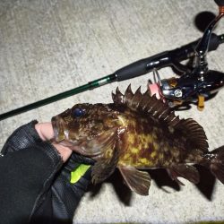 2023/03/03 南港ライトゲーム釣行