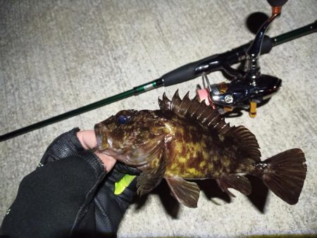 2023/03/03 南港ライトゲーム釣行