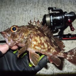 2023/03/06 南港ライトゲーム釣行