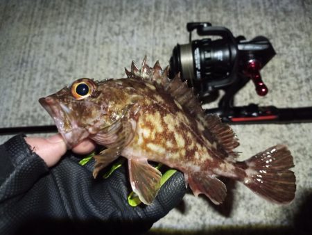 2023/03/06 南港ライトゲーム釣行