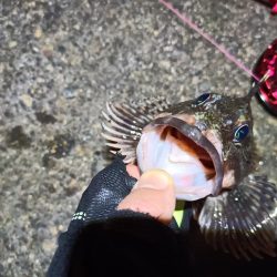 2023/03/19 南港ヘチ落とし込み釣り釣行