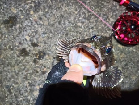 2023/03/19 南港ヘチ落とし込み釣り釣行