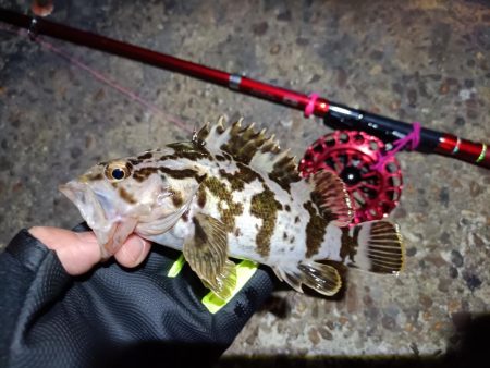 2023/03/24 南港ヘチ釣り釣行