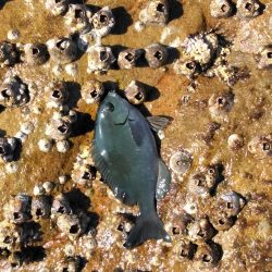 フカセ‥最高ですネ・・西風強・・