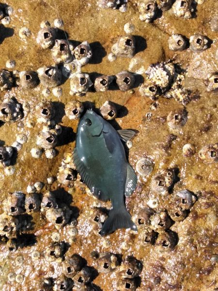 フカセ‥最高ですネ・・西風強・・