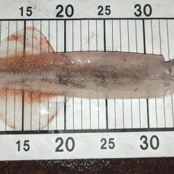 ライトゲームでアジとヤリイカ