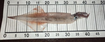 ライトゲームでアジとヤリイカ