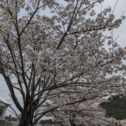 アジング&お花見🌸