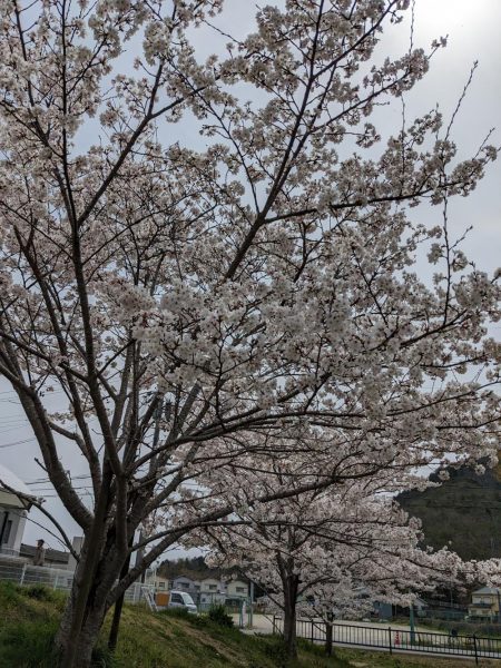 アジング&お花見🌸