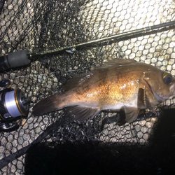 2023 佐渡ヶ島 ライトゲーム 3月19日