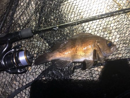 2023 佐渡ヶ島 ライトゲーム 3月19日