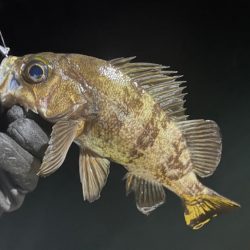 初ソフトルアー船