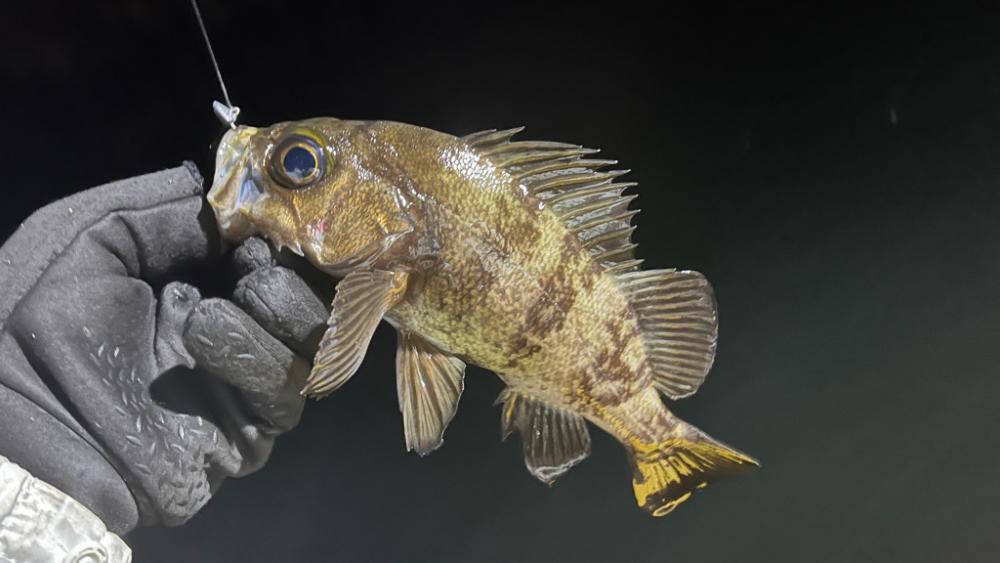 初ソフトルアー船