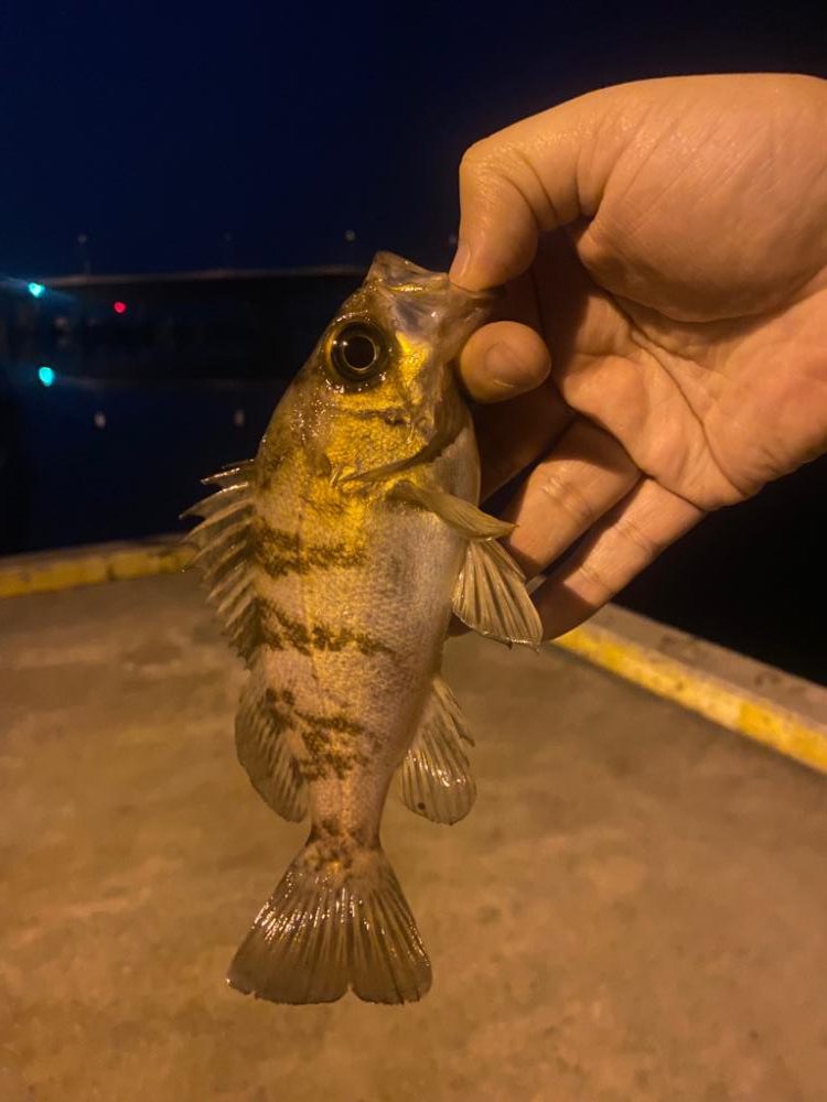 極?寒期メバリング⑦