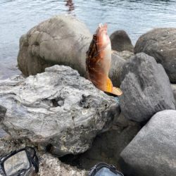 ショウジンガニー！