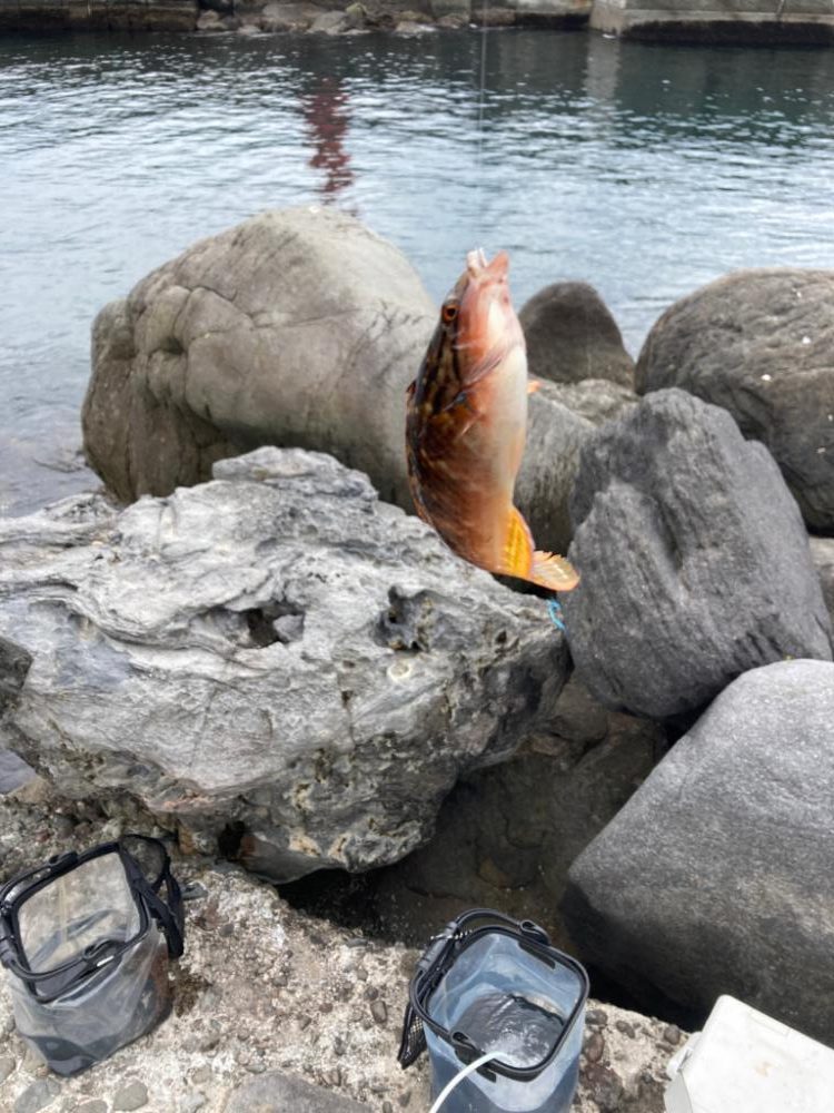 ショウジンガニー！