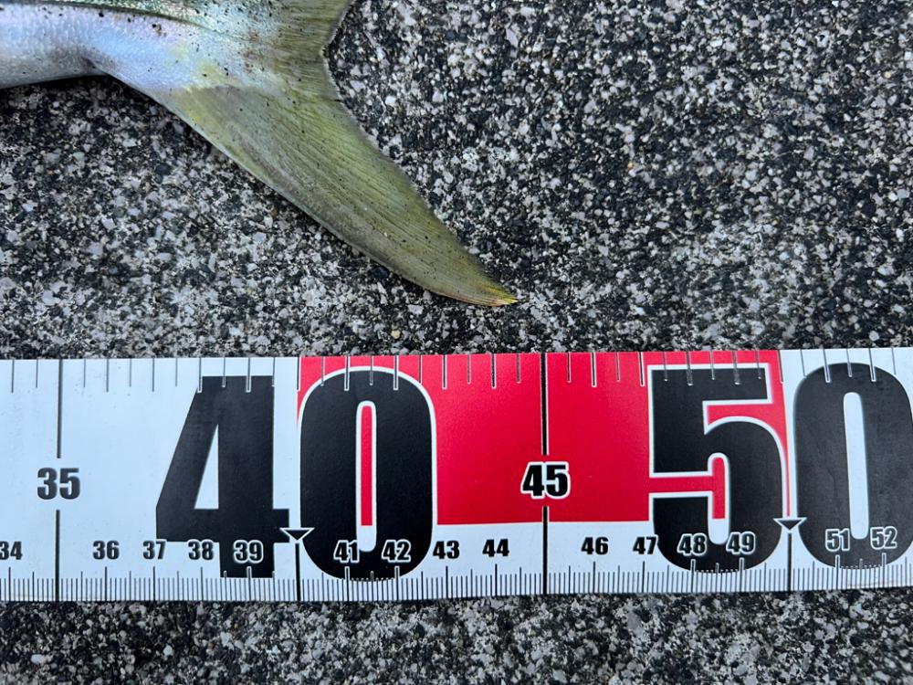 毎月恒例の店長会議前釣行（笑）