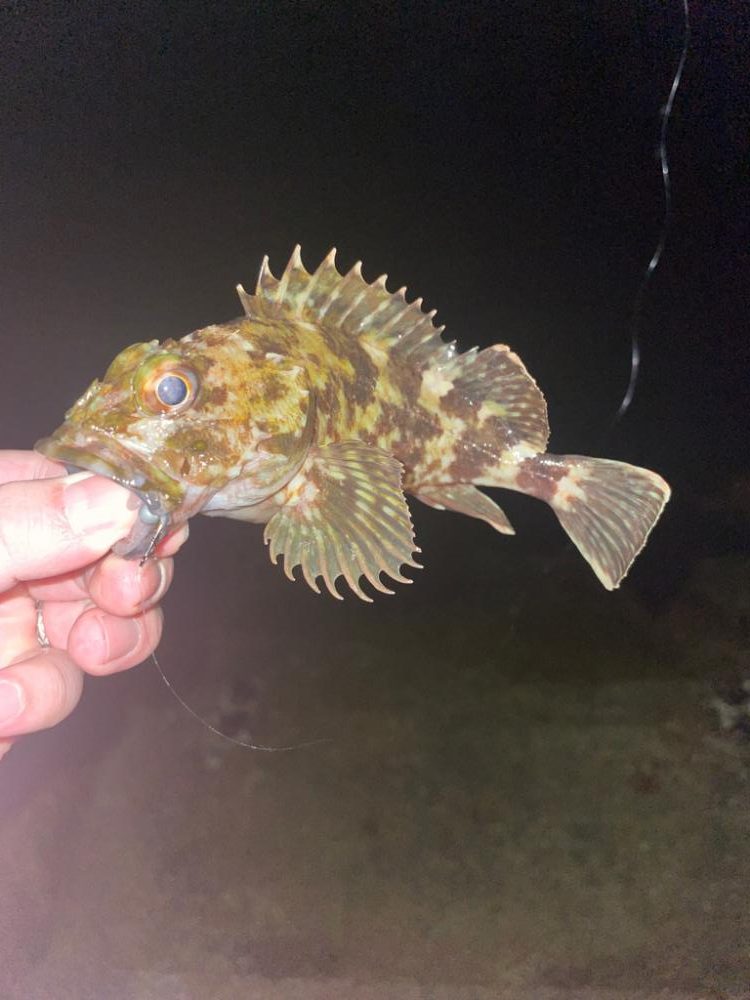 久しぶりにライトゲーム