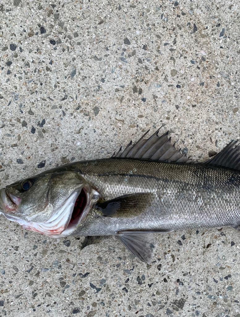 朝マヅメシーバス