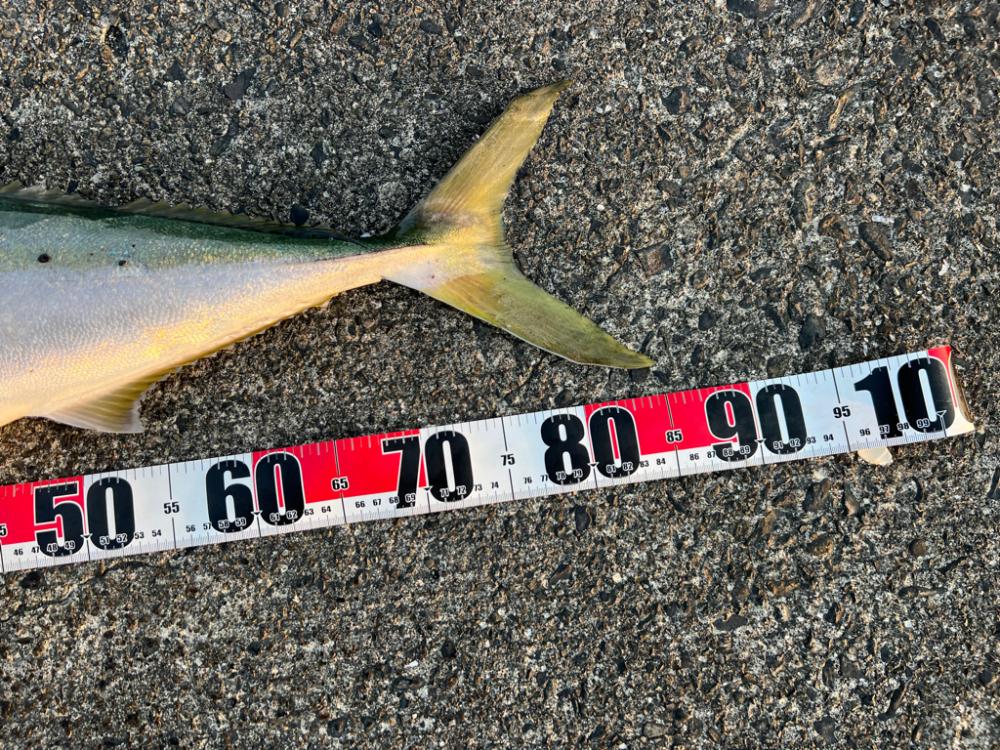 ブリ！今シーズンいちばんの高活性