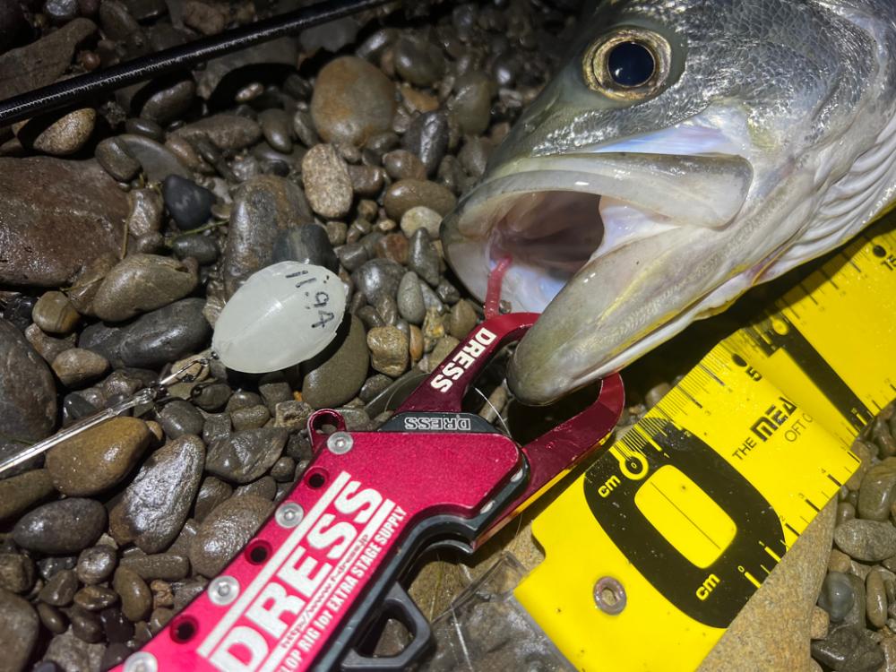 シーバスを探して三千里 Vol.2