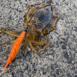 エギングリベンジ