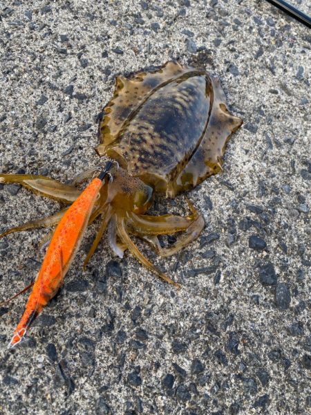 エギングリベンジ