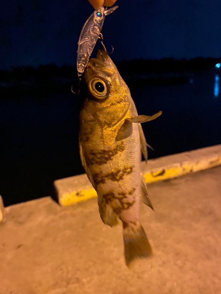 メバリングby小雨