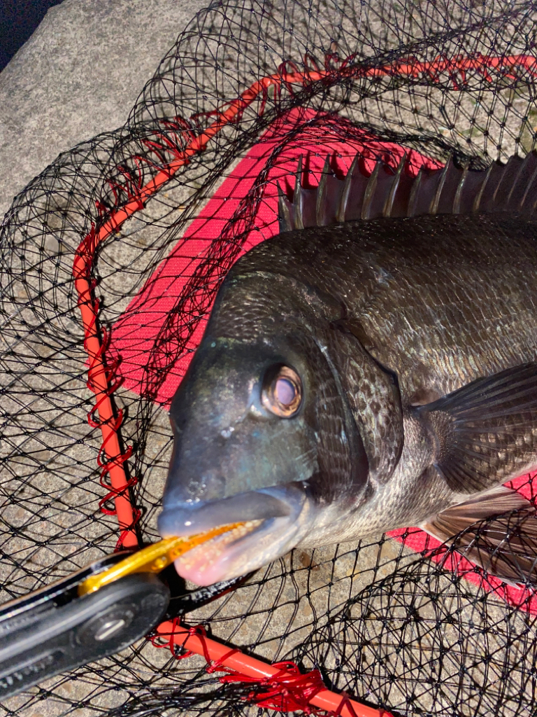 ヘチってきました