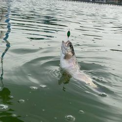 亀プー　かめプー　かめぷー